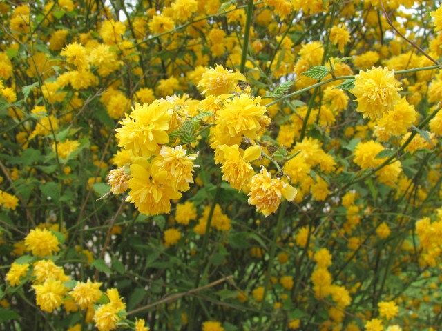 Kerria japonica ParisKerriaJaponicaFlowerdetail.JPG