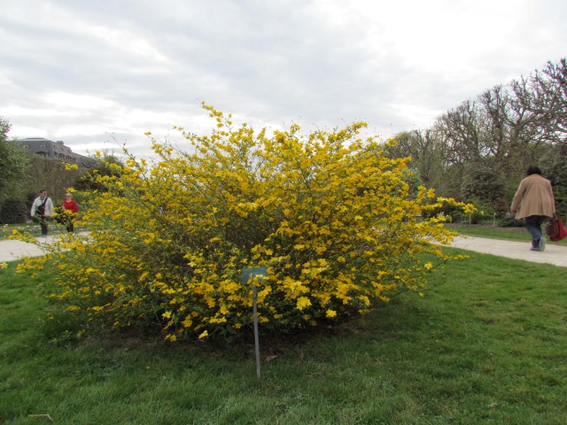 Kerria japonica ParisKerriaJaponicaPlant.JPG