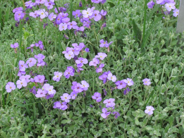 knautia macedonica ParisKnautiaMacedoniaFlower.JPG