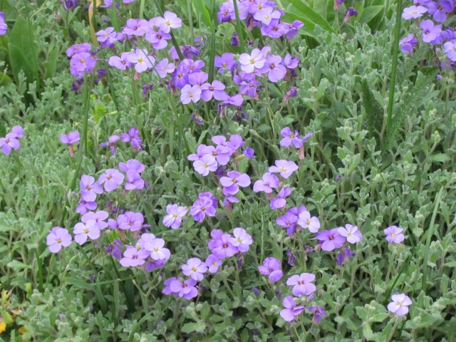 knautia macedonica ParisKnautiaMacedoniaFlower2.JPG