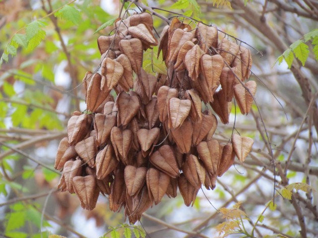 Koelreuteria paniculata ParisKoelreuteriaPaniculataSeedPods2.JPG