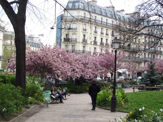 Prunus serrulata ParisKwanzanCherry_1_1.JPG