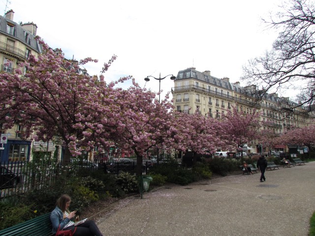 Prunus serrulata ParisKwanzanCherry_1_2.JPG