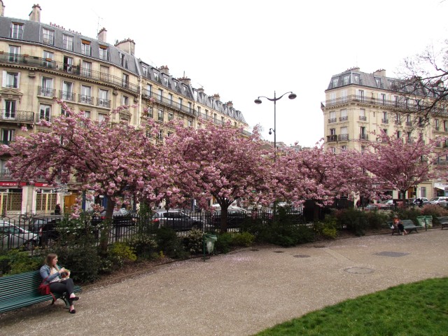 Prunus serrulata ParisKwanzanCherry_1_3.JPG