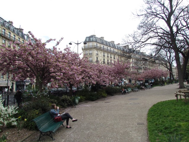 Prunus serrulata ParisKwanzanCherry_1_4.JPG