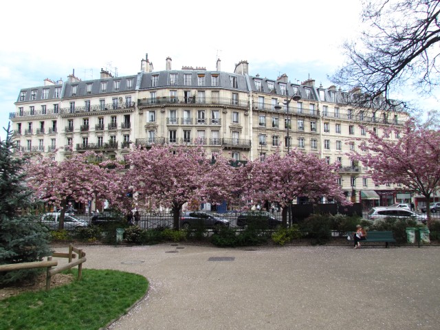 Prunus serrulata ParisKwanzanCherry_1_5.JPG