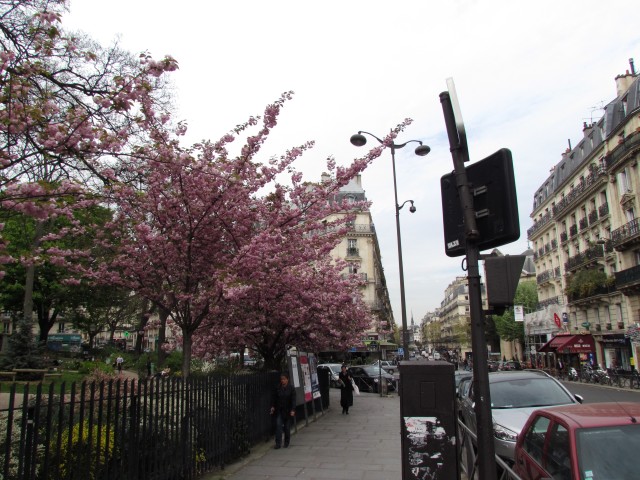 Prunus serrulata ParisKwanzanCherry_1_6.JPG