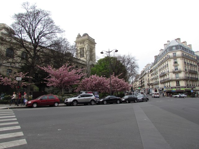 Prunus serrulata ParisKwanzanCherry_1_7.JPG