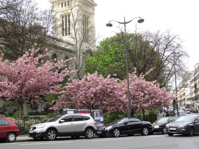 Prunus serrulata ParisKwanzanCherry_1_8.JPG