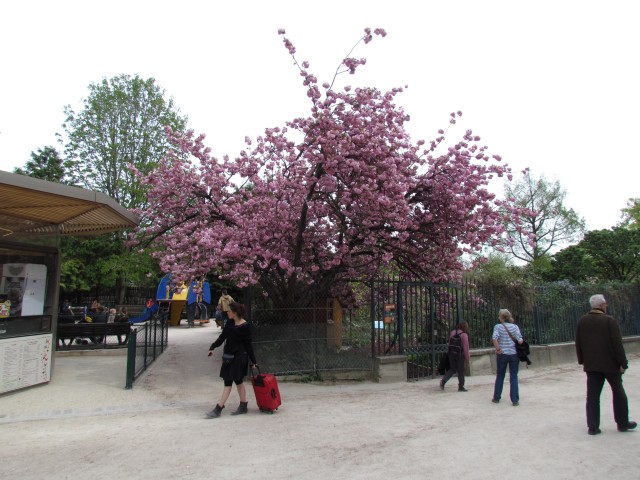 Prunus serrulata ParisKwanzanCherry_2_3.JPG