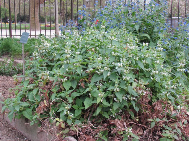 Lamium album ParisLamiumAlbumPlant.JPG