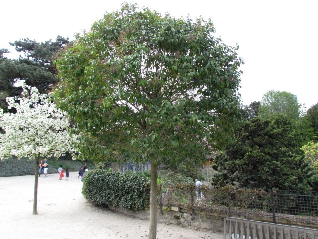 Ligustrum lucidum ParisLigustrumLusticum2.JPG