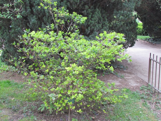 ligustrum vicaryi ParisLigustrumVicaryi.JPG