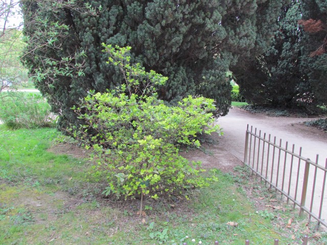 ligustrum vicaryi ParisLigustrumVicaryi2.JPG