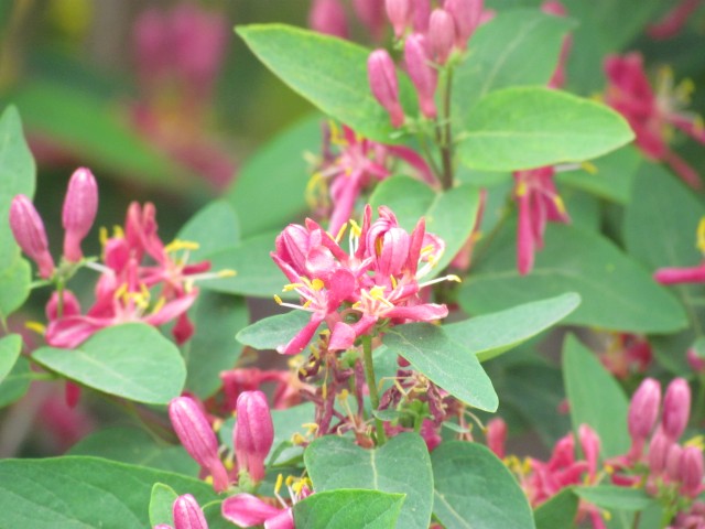 Lonicera tatarica ParisLoniceraTataricaFlower.JPG