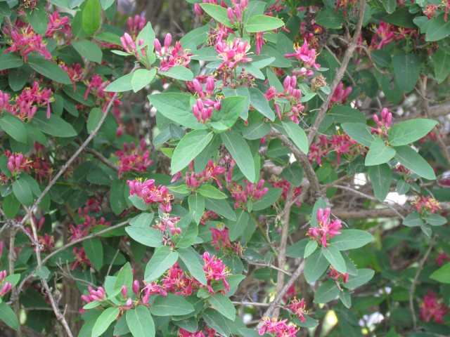 Lonicera tatarica ParisLoniceraTataricaFlowers.JPG