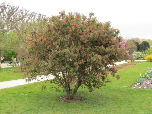 Lonicera tatarica ParisLoniceraTataricaPlant.JPG