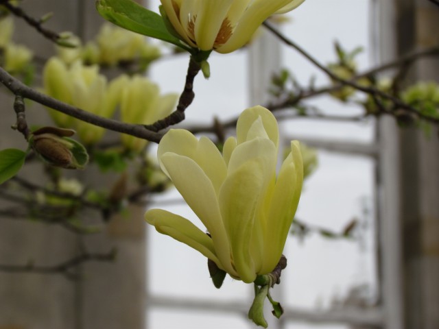Magnolia acuminata ParisMagnoliaCucumberFlower.JPG