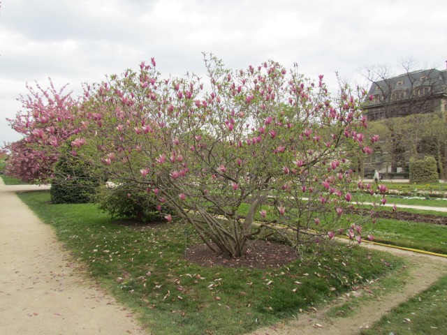 Magnolia liliiflora ParisMagnoliaLilifloraNigraInBloomFullPlant.JPG