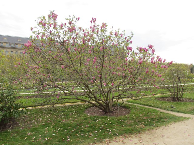 Magnolia liliiflora ParisMagnoliaLilifloraNigraInBloomFullPlant2.JPG