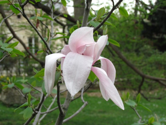 Magnolia spp ParisMagnoliaStarWarsFlower2.JPG