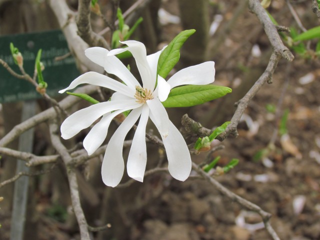 Magnolia stellata ParisMagnoliaStellataFlower.JPG