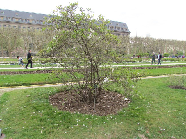 Magnolia stellata ParisMagnoliaStellataPlant.JPG