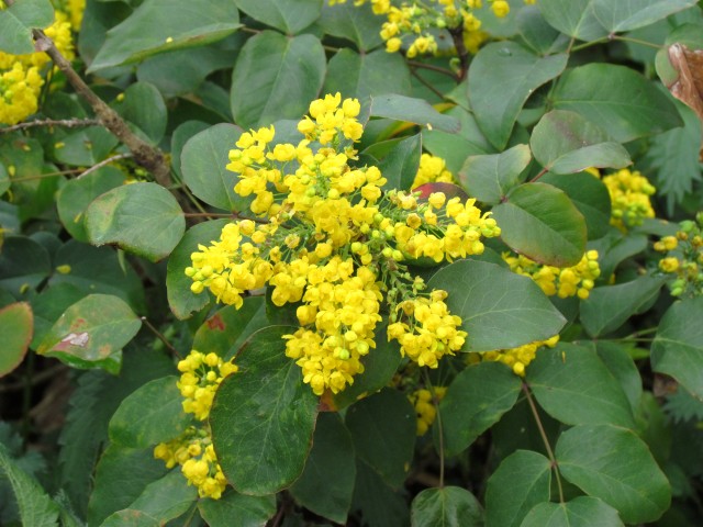 Mahonia repens ParisMahoniaRepensFlower.JPG