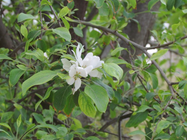 Malus sieboldii ParisMalusToringoFlower.JPG