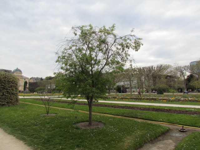 Malus sieboldii ParisMalusToringoPlant.JPG