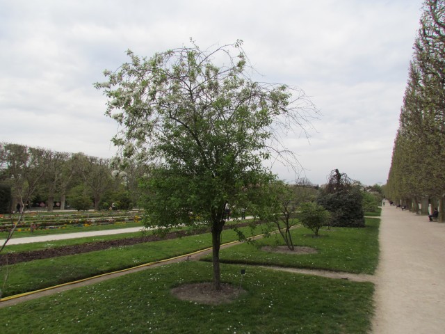 Malus sieboldii ParisMalusToringoTree2.JPG