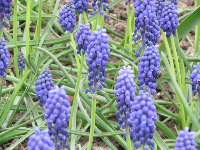 Muscari armeniacum ParisMuscarusArmeiacumFlowerDetail.JPG