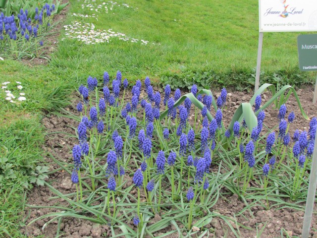 Muscari armeniacum ParisMuscarusArmeniacumPlants.JPG