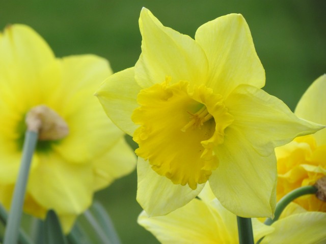 Narcissus spp ParisNarcissusDickWildenFlowerHiRes.JPG