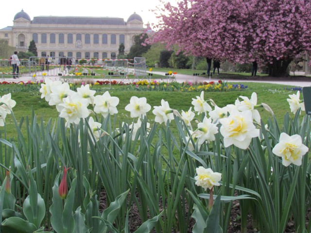 Narcissus spp ParisNarcissusWhiteLionFlowers.JPG