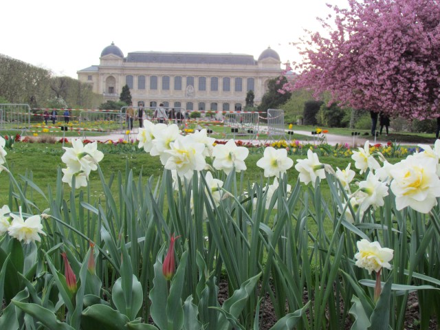 Narcissus spp ParisNarcissusWhiteLionFlowers2.JPG