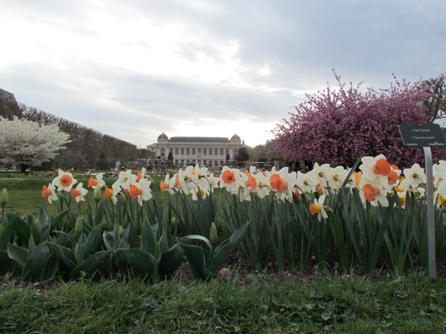 Narcissus spp ParisNarciussusChromacolorFlowers.JPG