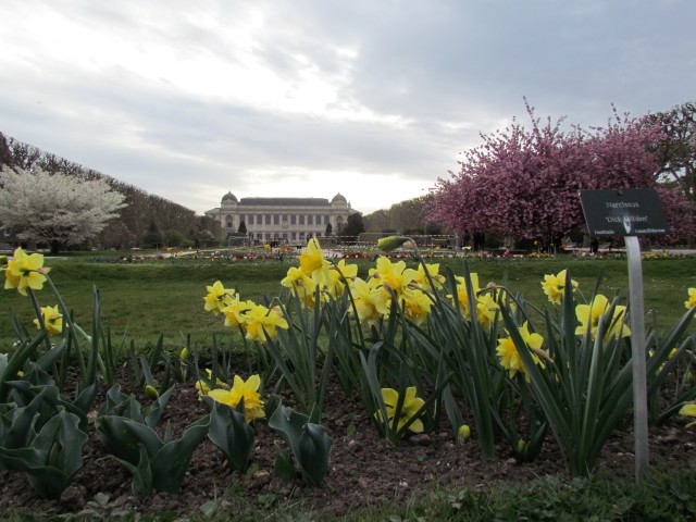 Narcissus spp ParisNarciussusDickWildenFlowers.JPG