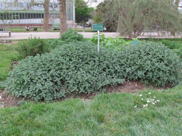 Nepeta x faassenii ParisNepetaFaassenii.JPG