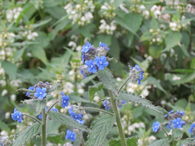 Pentaglottis sempervirens ParisPentaglottisSempervirensFlower.JPG