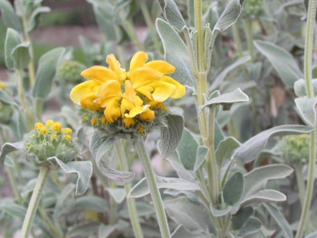 Phlomis fruticosa ParisPhlomisFruiticosaFlower1.JPG