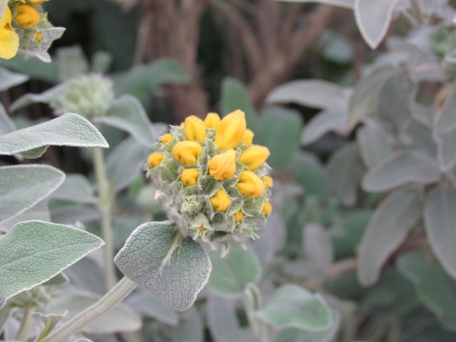 Phlomis fruticosa ParisPhlomisFruiticosaFlower2.JPG