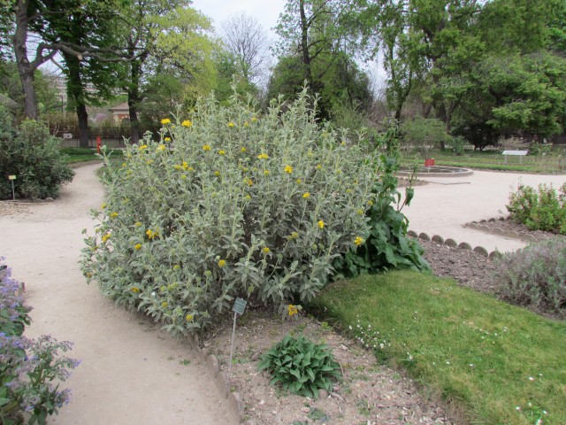 Phlomis fruticosa ParisPhlomisFruiticosaPlant.JPG