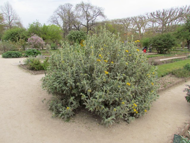 Phlomis fruticosa ParisPholimisFruiticosaPlant2.JPG