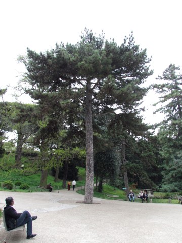 Pinus laricio ParisPinusLaricio1.JPG