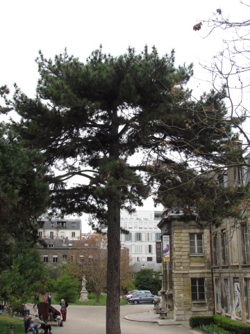 Pinus laricio ParisPinusLaricio2.JPG
