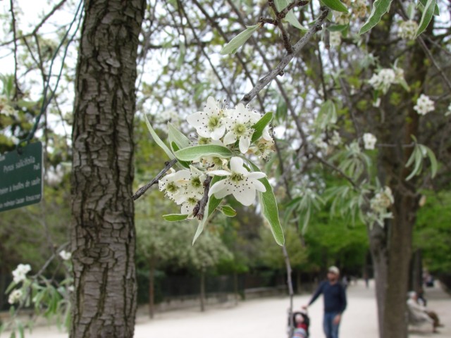 Pyrus salicifolia ParisPyrusSalicifoliaFlower.JPG