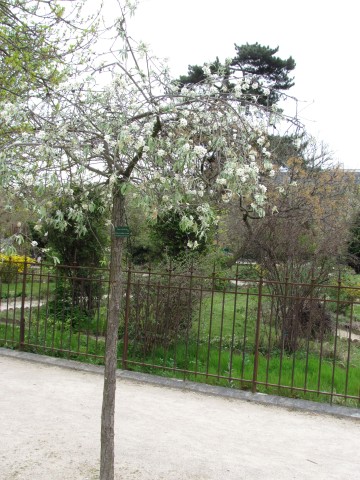 Pyrus salicifolia ParisPyrusSalicifoliaPlant.JPG