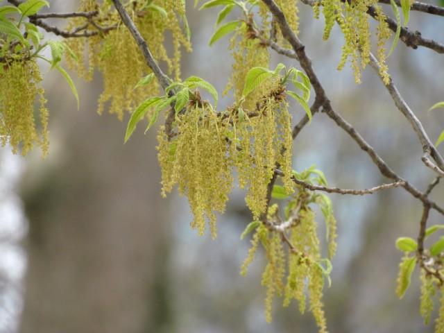 Quercus acutissima ParisQuercusAcutissimaDetailLight.JPG