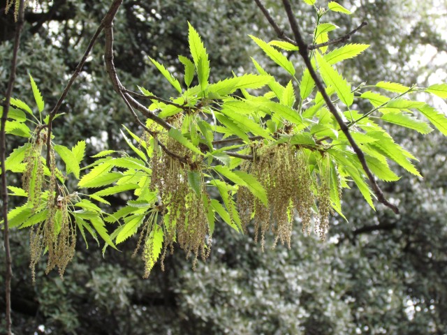 Quercus castaneafolia ParisQuercusCastaneafoliaDetail.JPG